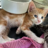 TINO, chat à adopter