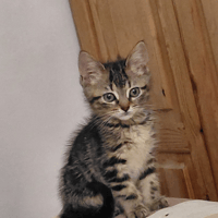 mercy, chatte à adopter