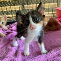 TARA, chatte à adopter