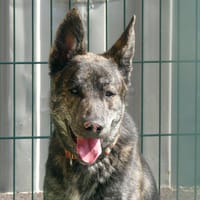 HADES, chien à adopter