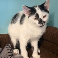 VERO, chatte à adopter