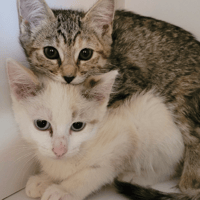 Chupa Chups, chatte à adopter