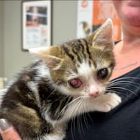 REBELLE, chatte à adopter