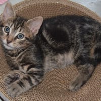 PROF C, chat à adopter