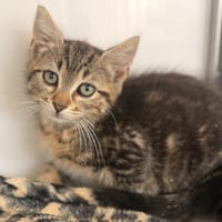 PLEYEL, chat à adopter