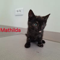 Mathilda, chatte à adopter