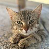 Satine, chatte à adopter