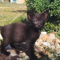 AUSTIN, chatte à adopter