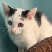 JACKO, chat à adopter