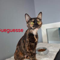 Gueguesse, chatte à adopter