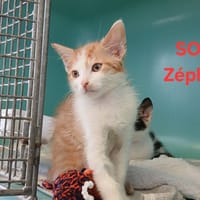 Zéphyr, chat à adopter