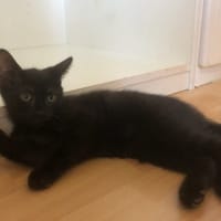 ODDY, chatte à adopter