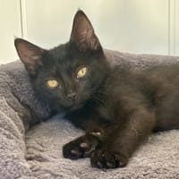 Charbon, chat à adopter