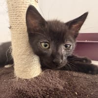 MIRABEAU, chat à adopter