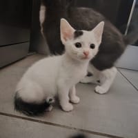 TRIPOLI, chat à adopter