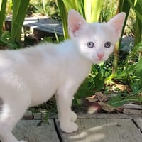 TACOMA, chatte à adopter