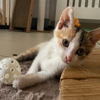 Abricot, chatte à adopter