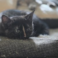 FELICIE, chatte à adopter