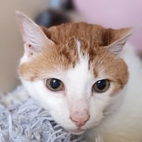 Hercule, chat à adopter