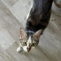 ELLYN, chatte à adopter