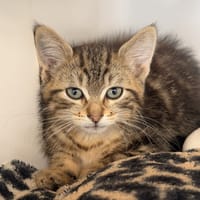 OPERA, chat à adopter
