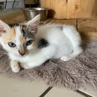 Fraise, chatte à adopter