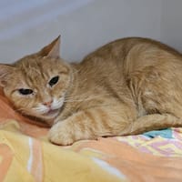 MALAGA, chatte à adopter