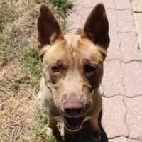 Mafate, chienne à adopter