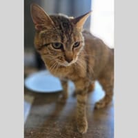 CIPHER, chatte à adopter