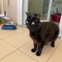 Pipo, chat à adopter