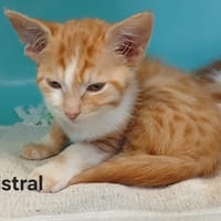 Mistral, chat à adopter