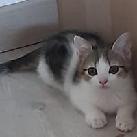 GLOBULETTE, chatte à adopter