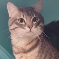 CURLY, chat à adopter