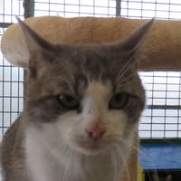 BOLACHA, chat à adopter