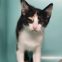 BOUNEY, chatte à adopter