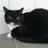 ZOE CHA, chatte à adopter