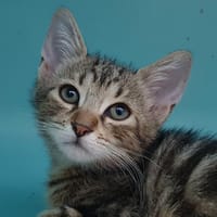 LIMSA CHA, chat à adopter