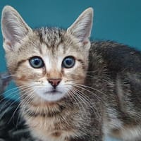 KEISHA CHA, chat à adopter