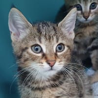 KEISSA CHA, chatte à adopter
