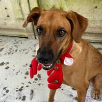 ESMEE, chienne à adopter