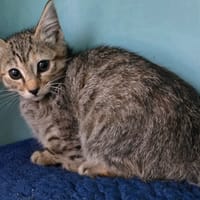 TAGADA, chatte à adopter