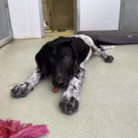 EMMETT, chien à adopter
