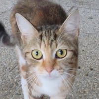 LUA, chatte à adopter