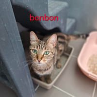 Bonbon, chatte à adopter