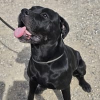 Rocky, chien à adopter