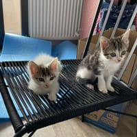 ENNIO, chat à adopter