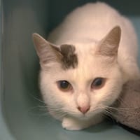 SNOW, chatte à adopter