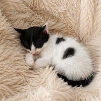 TRUC, chat à adopter