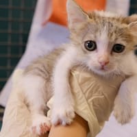 CURLY, chatte à adopter