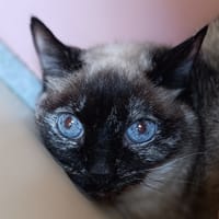 Cacahuette, chatte à adopter